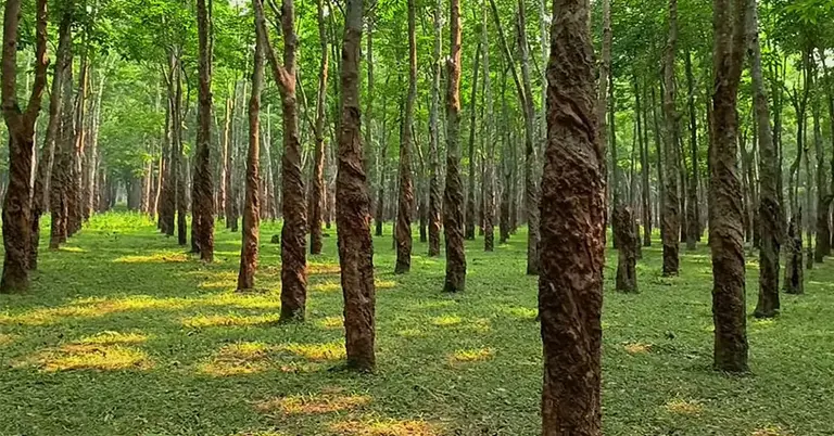 রাবার বাগান